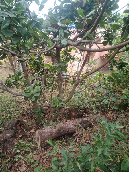 Farmhouse Rajapur