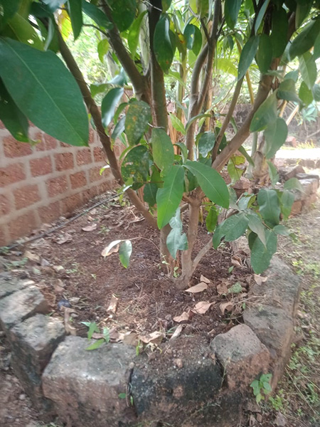 Rajapur Ratnagiri Property