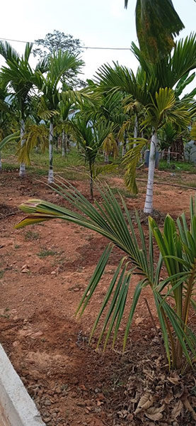 Dodamarg Property
