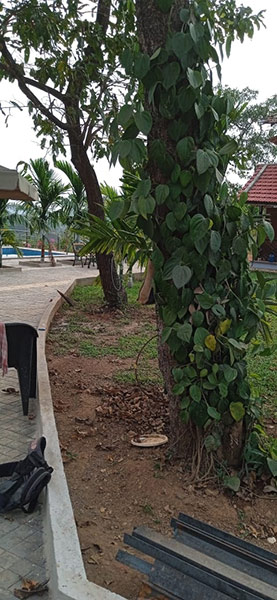 Dodamarg Property